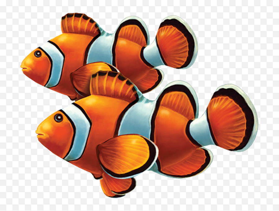 Clown Fish Png - Clown Fish Side View,Clownfish Png