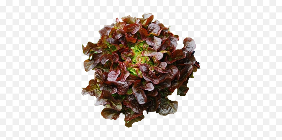 Lettuce Red Oakleaf - Aquarium Decor Png,Oak Leaf Png