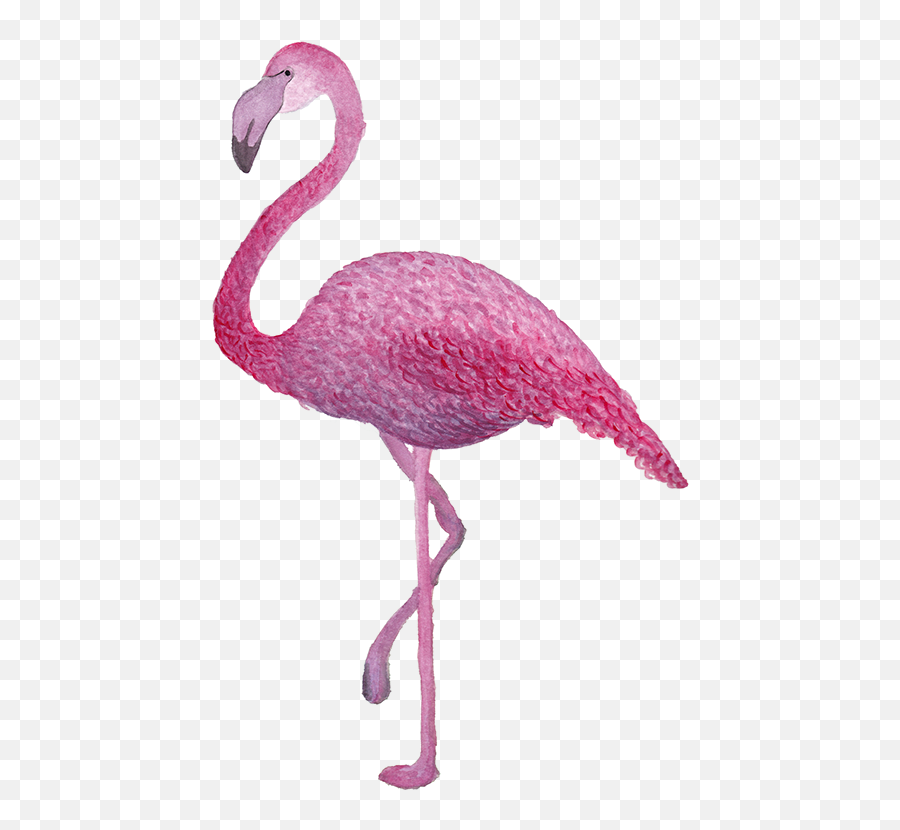 T R O P I C A L N K - Animal Figure Png,Acuarela Png