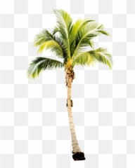 Green Palm Tree No Background Png Play - Watercolor Png