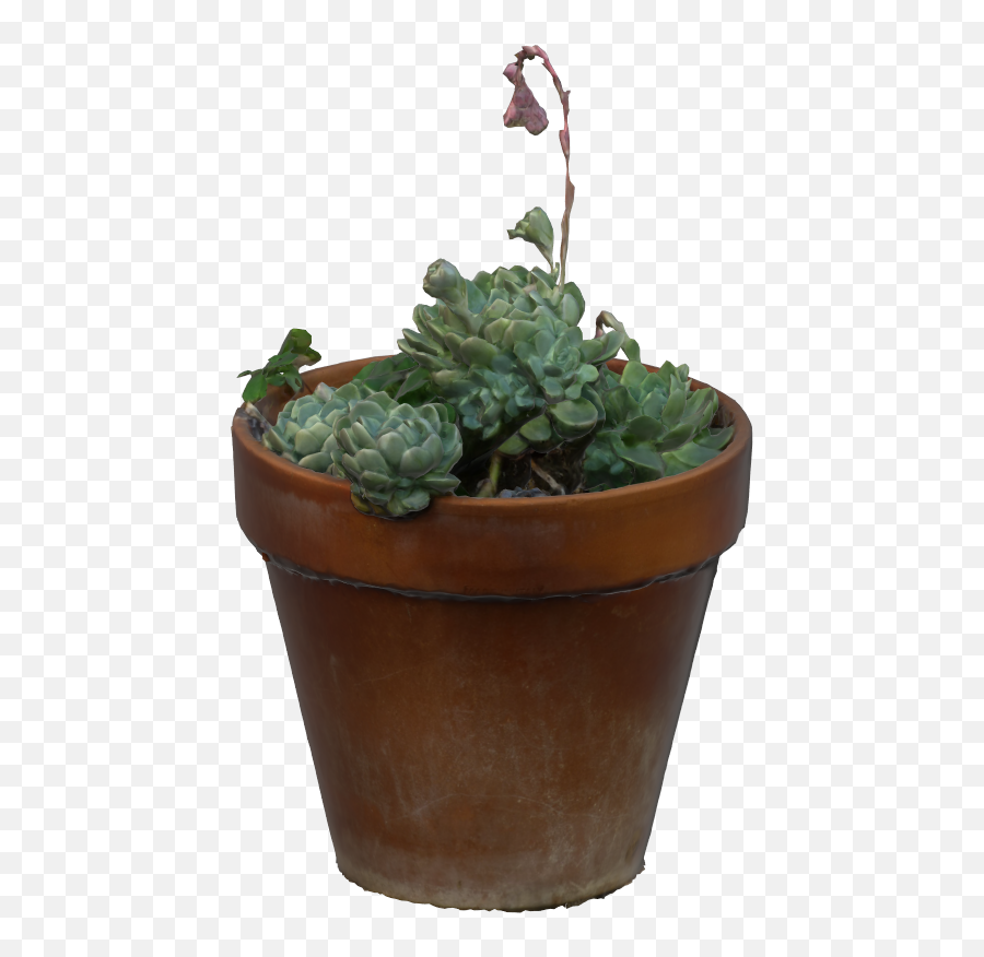 Succulent Plants - Rosette Png,Succulent Icon Transparent