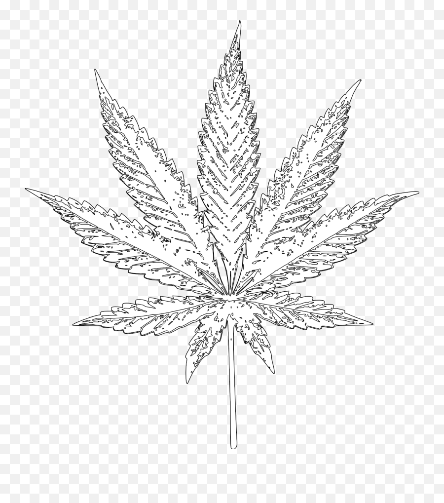 Real Weed Leaf Png Images Collection Marijuana Plant