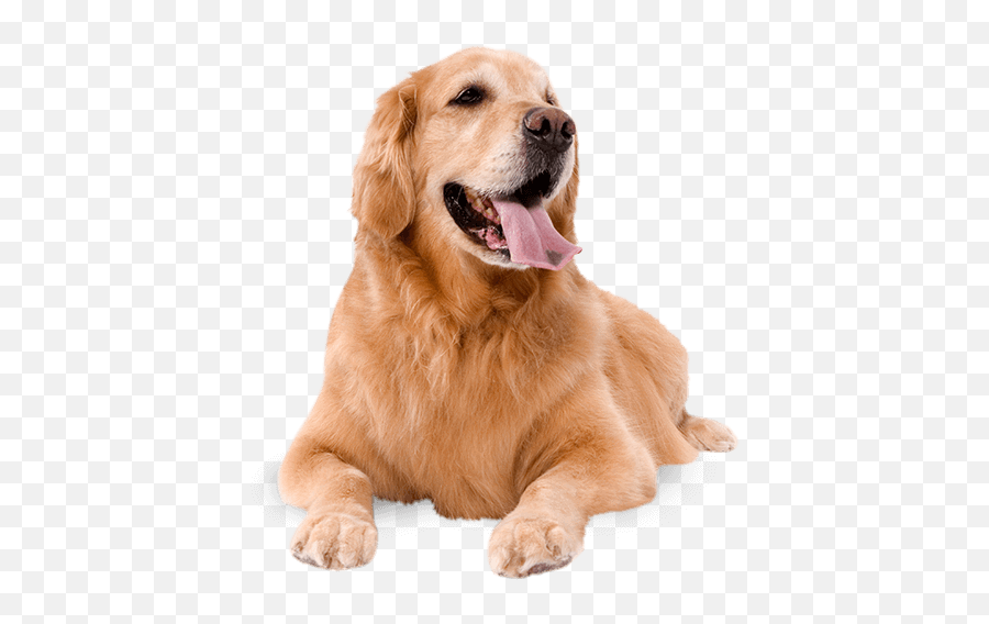 Dogs Png Jpg Royalty Free Library - Dog Royalty Free Png,Dogs Png