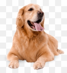 Dogs Png Jpg Royalty Free Library - Dog Royalty Free Png,Dogs Png