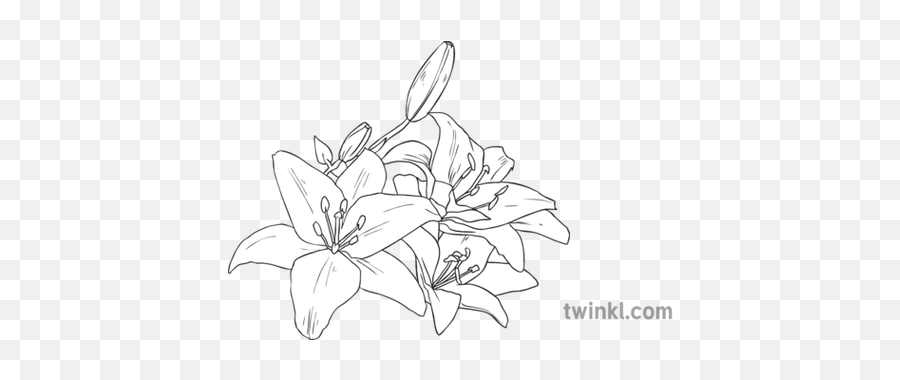 White Lily Lilies Flower Plant Easter Usa Topics Ks2 Black - Isometric Letters Q Png,Easter Lily Png