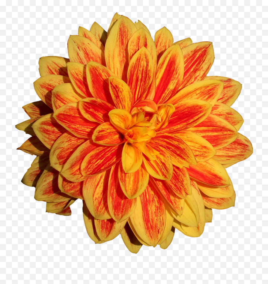 Dahlia Flower Png Image - Orange Dahlia Flower Drawing,Orange Flowers Png