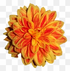 Dahlia Flower Png Image - Orange Dahlia Flower Drawing,Orange Flowers Png