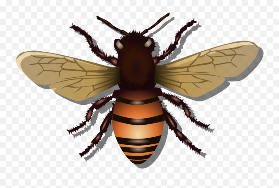 Flyhoney Beewasp Png Clipart - Royalty Free Svg Png Imagen De Abeja Reina,Wasp Png