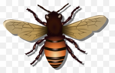 Flyhoney Beewasp Png Clipart - Royalty Free Svg Png Imagen De Abeja Reina,Wasp Png