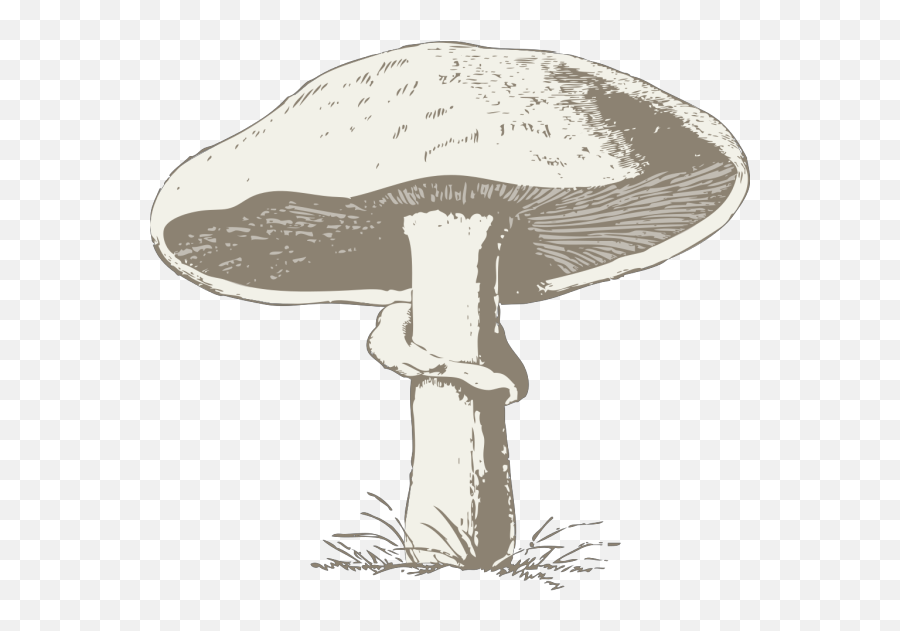 Mushroom - Miri Png Svg Clip Art For Web Download Clip Art,Mario Mushroom Icon