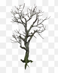 Willow Tree Vector 15 Buy Clip Art - Mystical Tree Png,Willow Tree Png