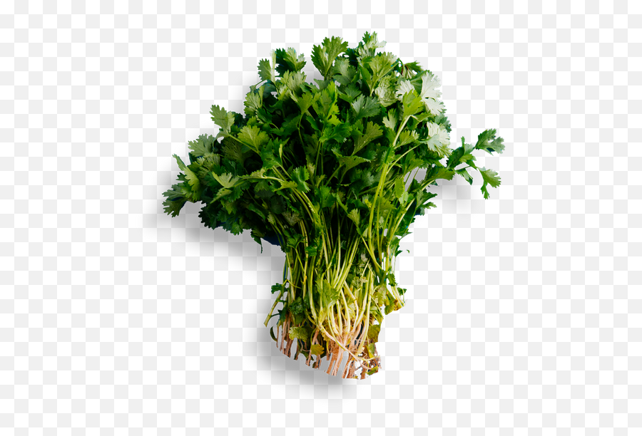 Social - Yellowfin Tuna Cilantro Transparent Kitchen Neem Tree Images Hd Png,Cilantro Png