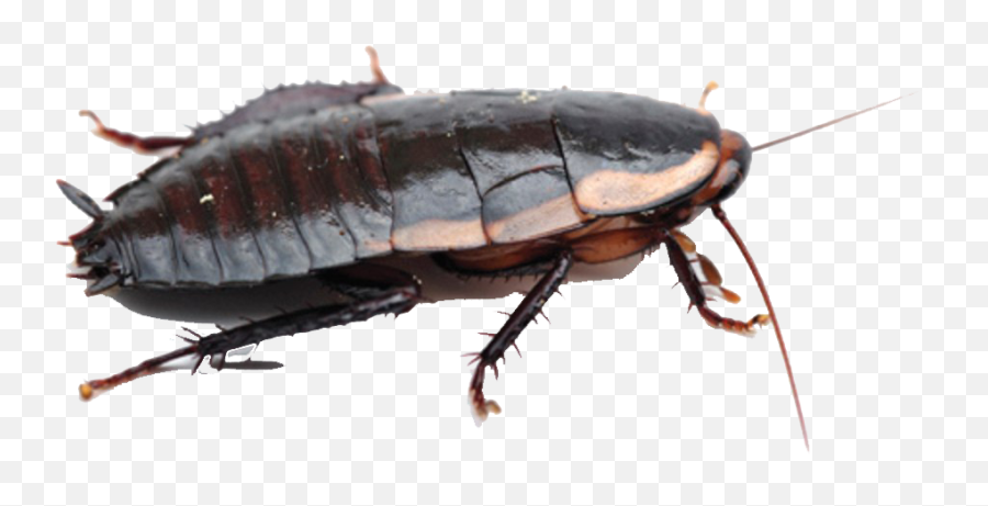 Roaches Free Png Image - Karaluch Jak Sie Pozbyc,Insects Png