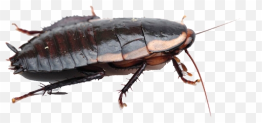 Roaches Free Png Image - Karaluch Jak Sie Pozbyc