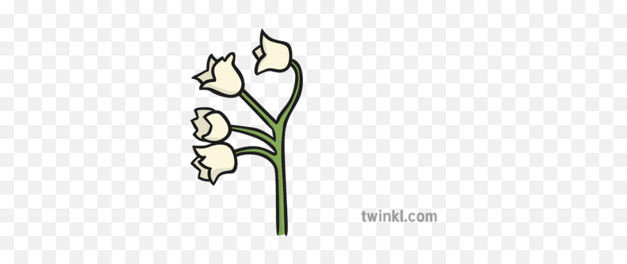 Lily Of The Valley Flower Illustration - Twinkl Illustration Png,Lily Flower Png