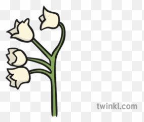 Lily Of The Valley Flower Illustration - Twinkl png