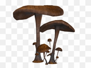 Mushrooms Transparent Png Images - Stickpng Mushrooms Transparent,Mushroom Transparent Background