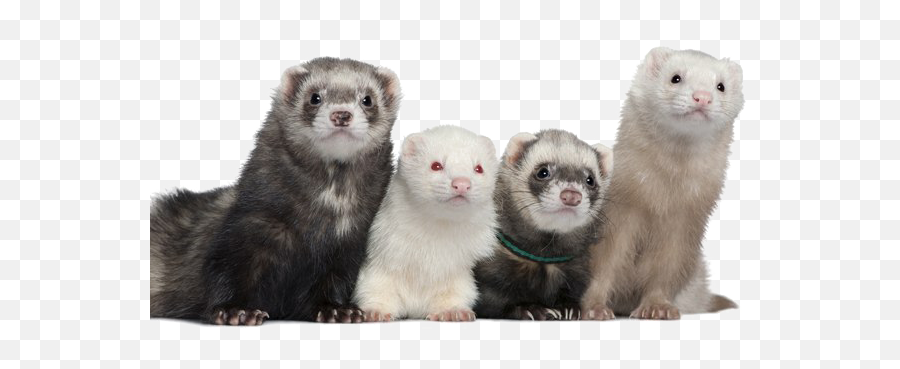 Ferret Png Picture Arts - Legal Pets In California,Weasel Png