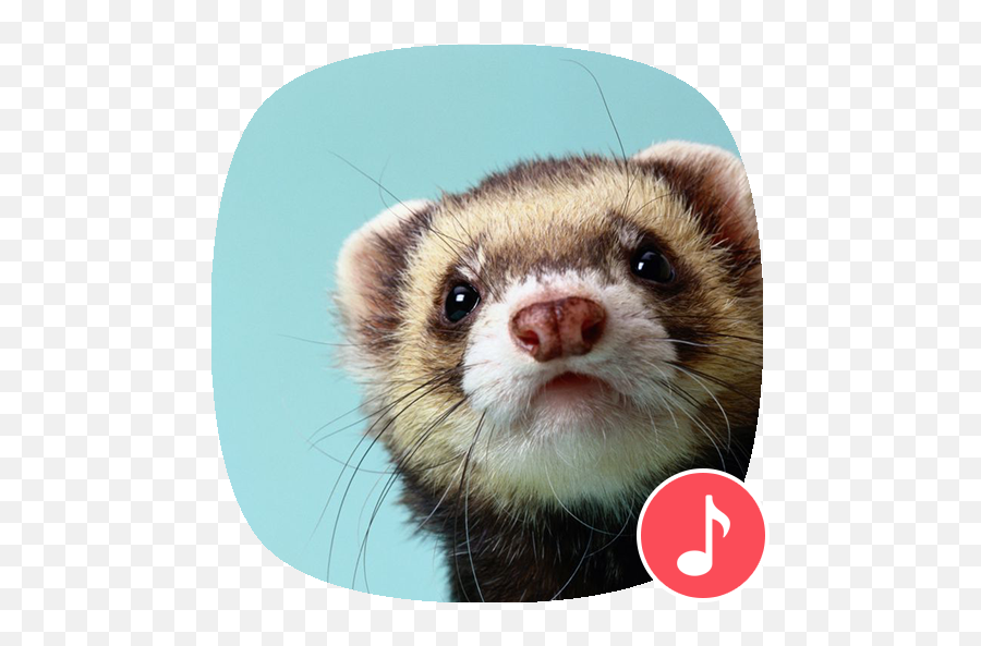 Apppio - Ferret Sounds Apps On Google Play Ferret Wallpaper Cute Png,Ferret Png