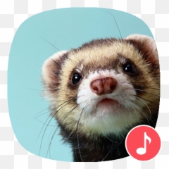 Apppio - Ferret Sounds Apps On Google Play Ferret Wallpaper Cute Png,Ferret Png