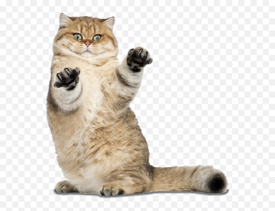 Funny Cat Png 3 Image - British Shorthair Golden Fat,Funny Cat Png
