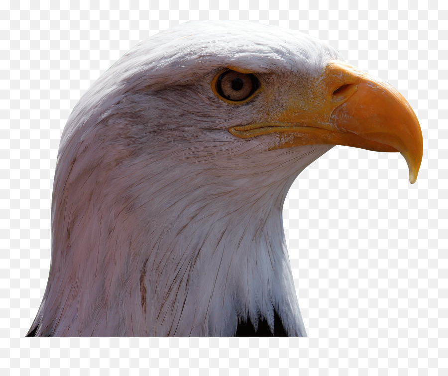Hd Eagle Png Image Free Download - Buzzard,Eagle Transparent Background