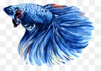 Siamese Fighting Fish Watercolor Png Betta