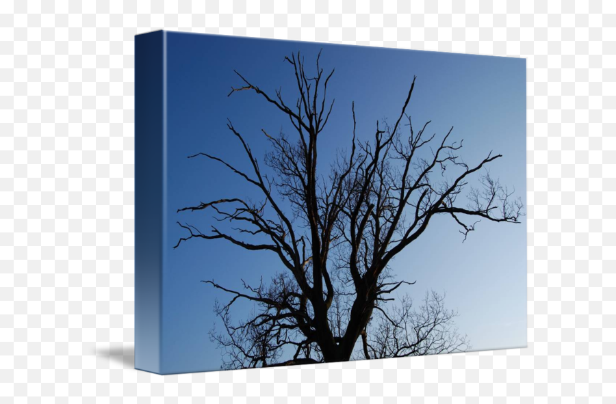 Oak Tree Silhouette - Tree Png,Oak Tree Silhouette Png
