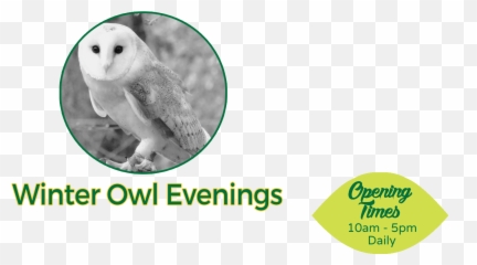 Barn Owl Png - Becton Dickinson,Barn Owl Png