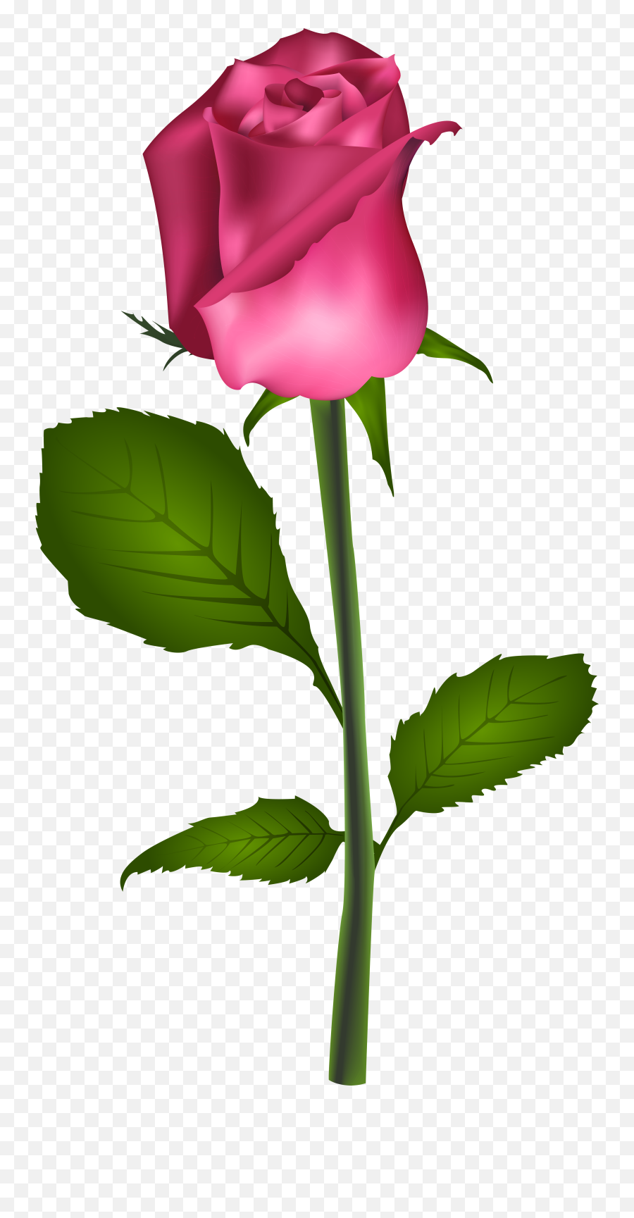 Rose Red Flower Clip Art - Pink Rose Transparent Clip Art Best Roseflower Png,Red Rose Transparent Background