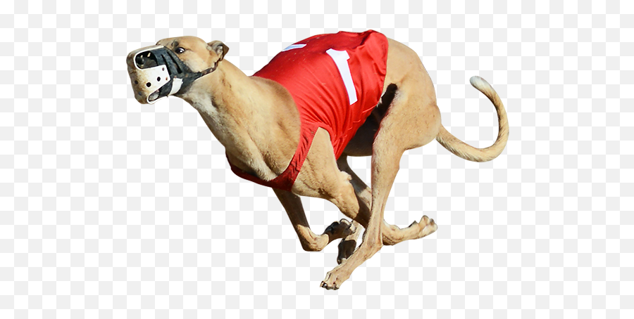 Greyhound Racing Png U0026 Free Racingpng Transparent - Greyhound Racing Greyhound Png,Dog Running Png