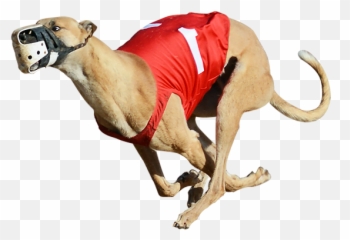 Greyhound Racing Png U0026 Free Racingpng Transparent - Greyhound Racing Greyhound Png,Dog Running Png