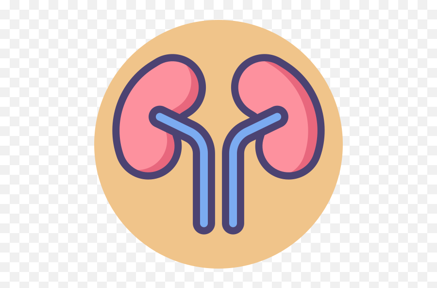 Kidneys - Big Png,Kidney Png