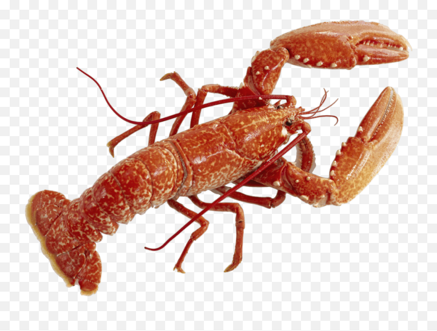 Lobster Transparent Png - Lobster Icon,Lobster Png