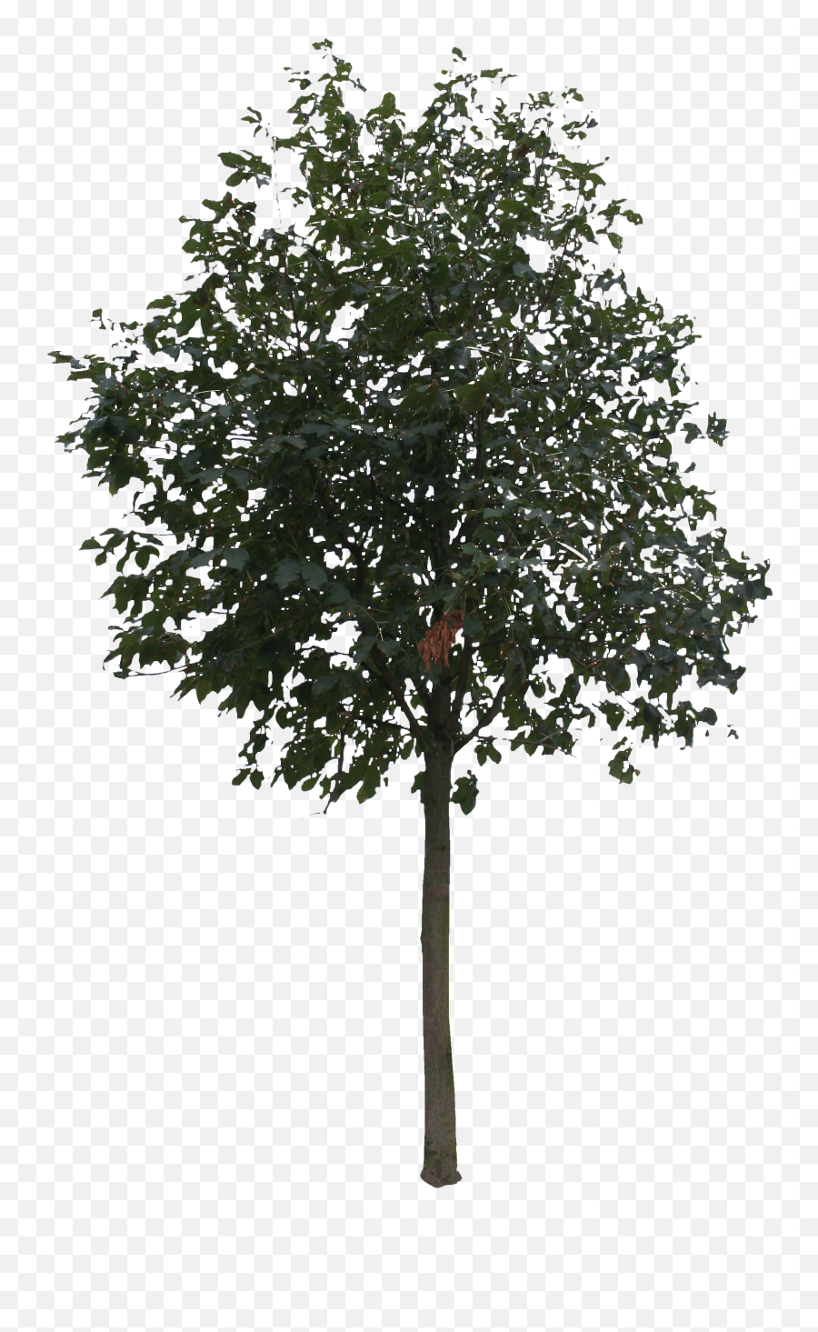Tree Rendering - Small Tree Cut Out Png,Small Tree Png