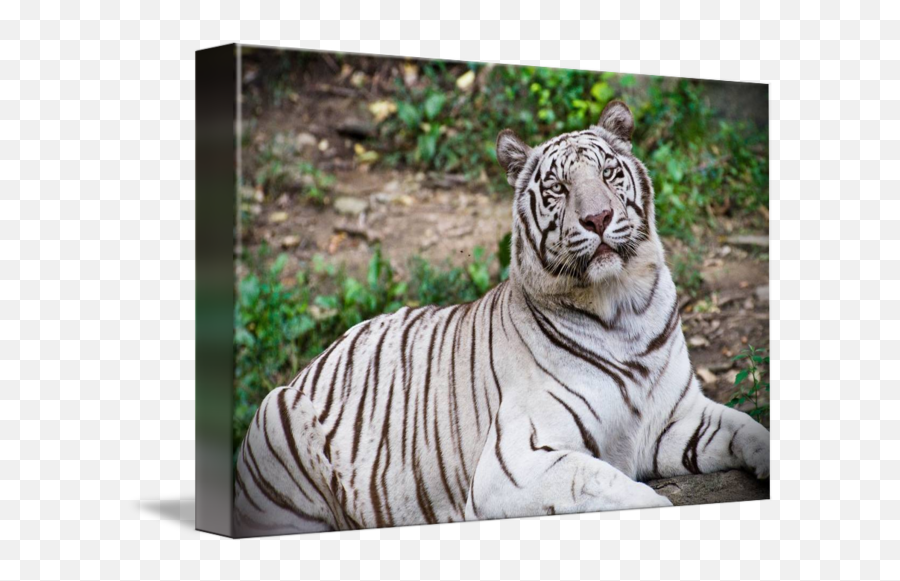 White Tiger By Nicole Vaughan - Bengal Tiger Png,White Tiger Png