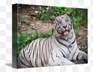 White Tiger By Nicole Vaughan - Bengal Tiger Png,White Tiger Png