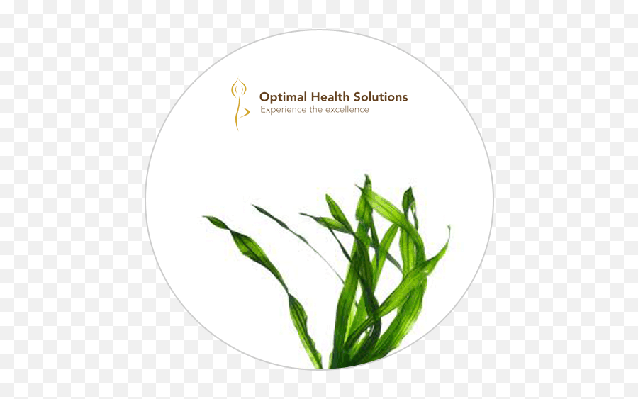 Why Would Anyone Want To Eat Seaweeds - Optimal Health Solutions Png Seaweed,Kelp Png