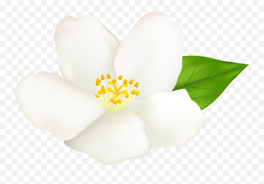 Louisiana Magnolia - Jasmine Png,Magnolia Png