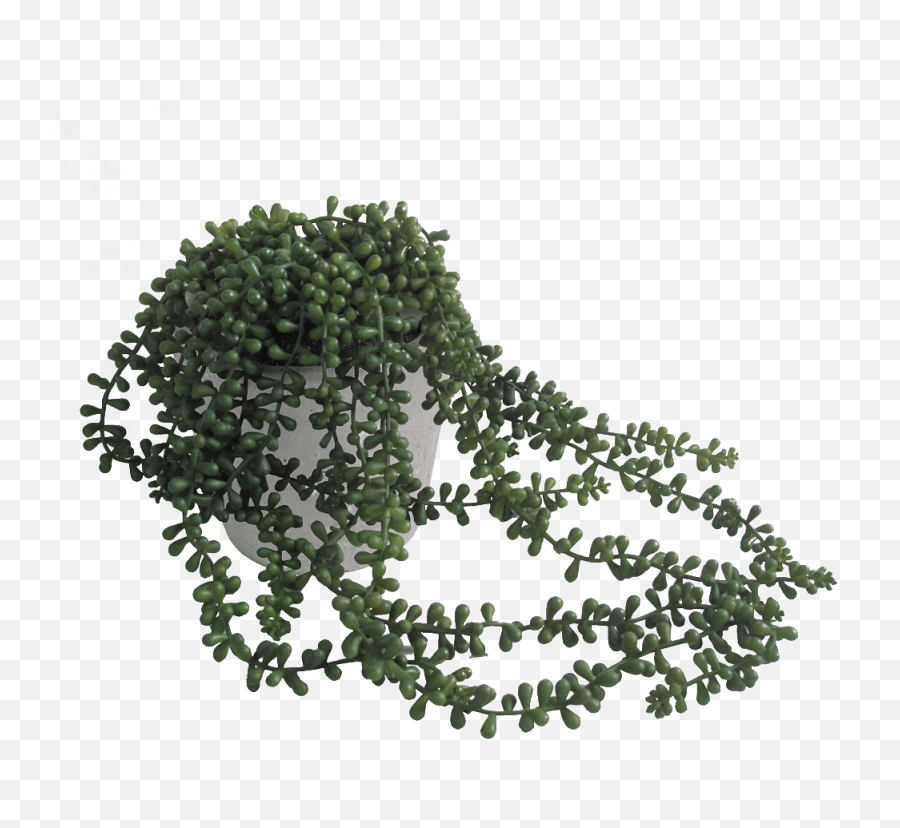 String Of Pearls Png - String Of Pearls Plant Png,String Of Pearls Png