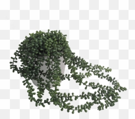 String Of Pearls Png - Plant