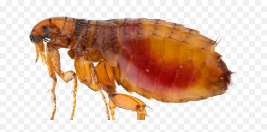 Download Fleas - Bubonic Plague Flea Png,Flea Png