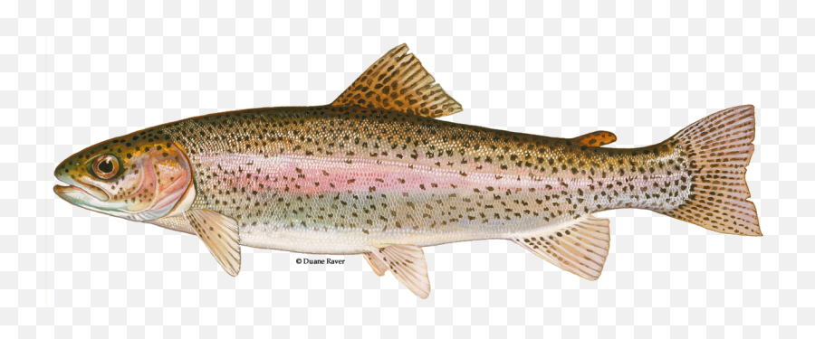 Steelhead Trout - Rainbow Trout Fws Png,Fly Fishing Icon