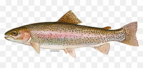 Steelhead Trout - Rainbow Trout Fws png