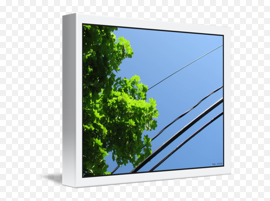 Tree Canopy And Wire Diagonal - Flat Panel Display Png,Tree Canopy Png