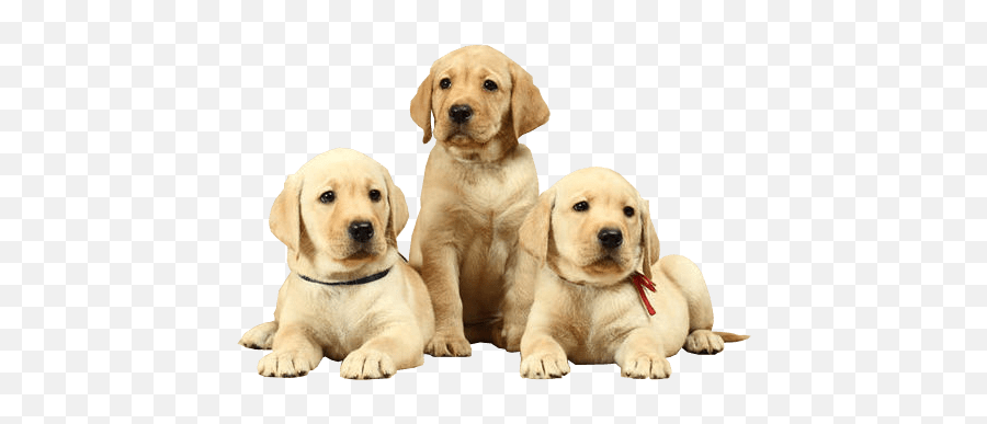 Png Puppy Transparent - Golden Retriever Whelping Box,Transparent Puppy