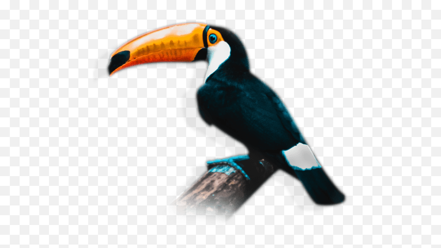 Turcol - Lost City 4 Dayslost Cityterk 4 Days Toucan Png,Tucan Png