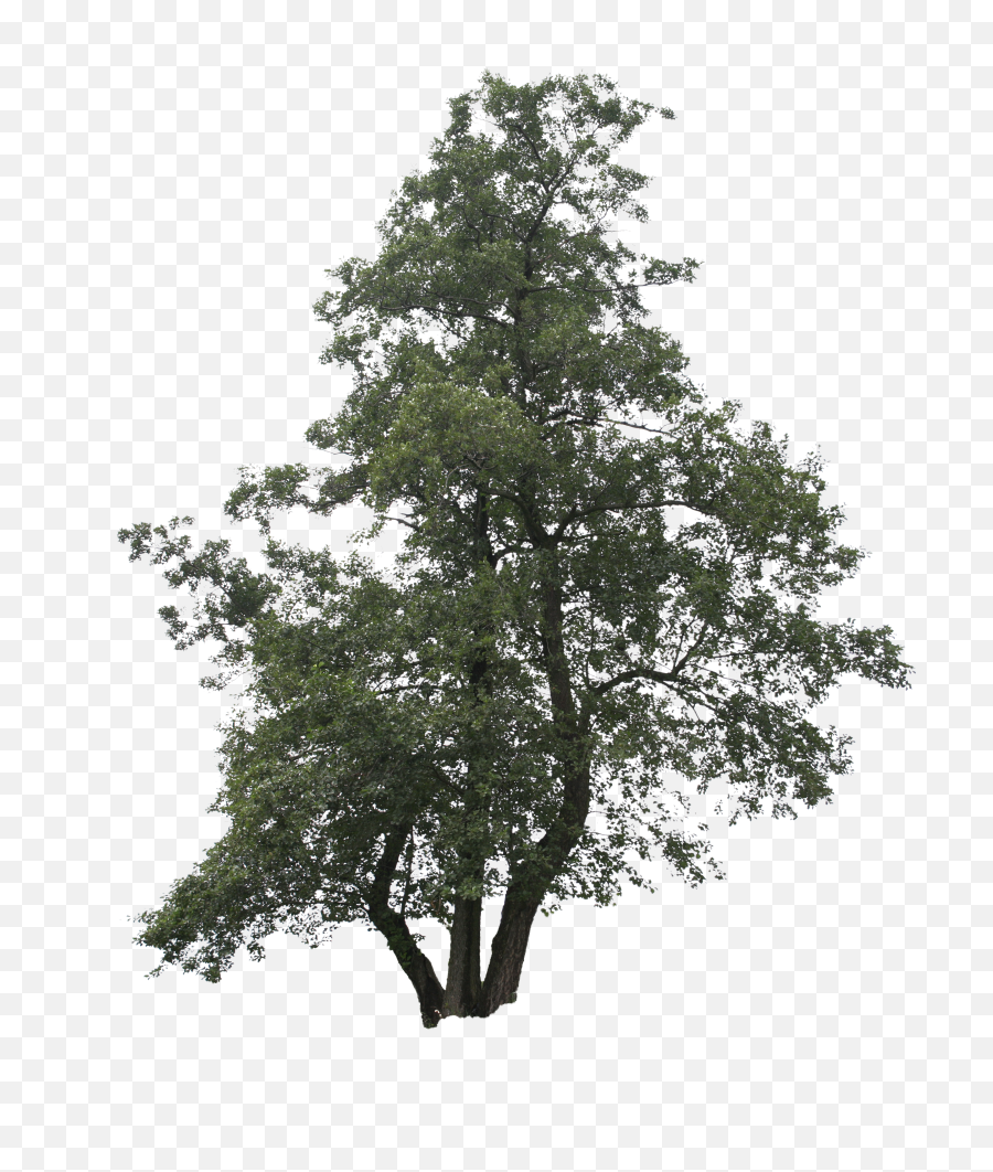 Download Cut Out Trees Png - Forest Bush Png,Forest Trees Png