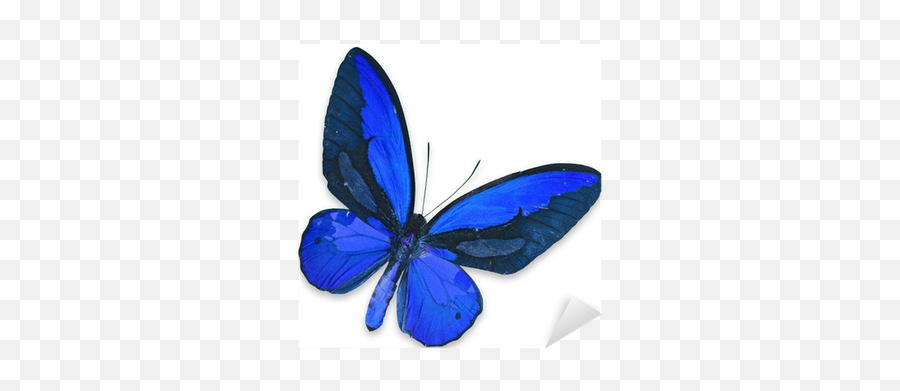 Blue Butterfly Sticker U2022 Pixers - We Live To Change Holly Blue Png,Blue Butterfly Png
