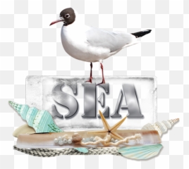 Download Seagulls - Laughing Gull Png Image With No Gull,Seagulls Png